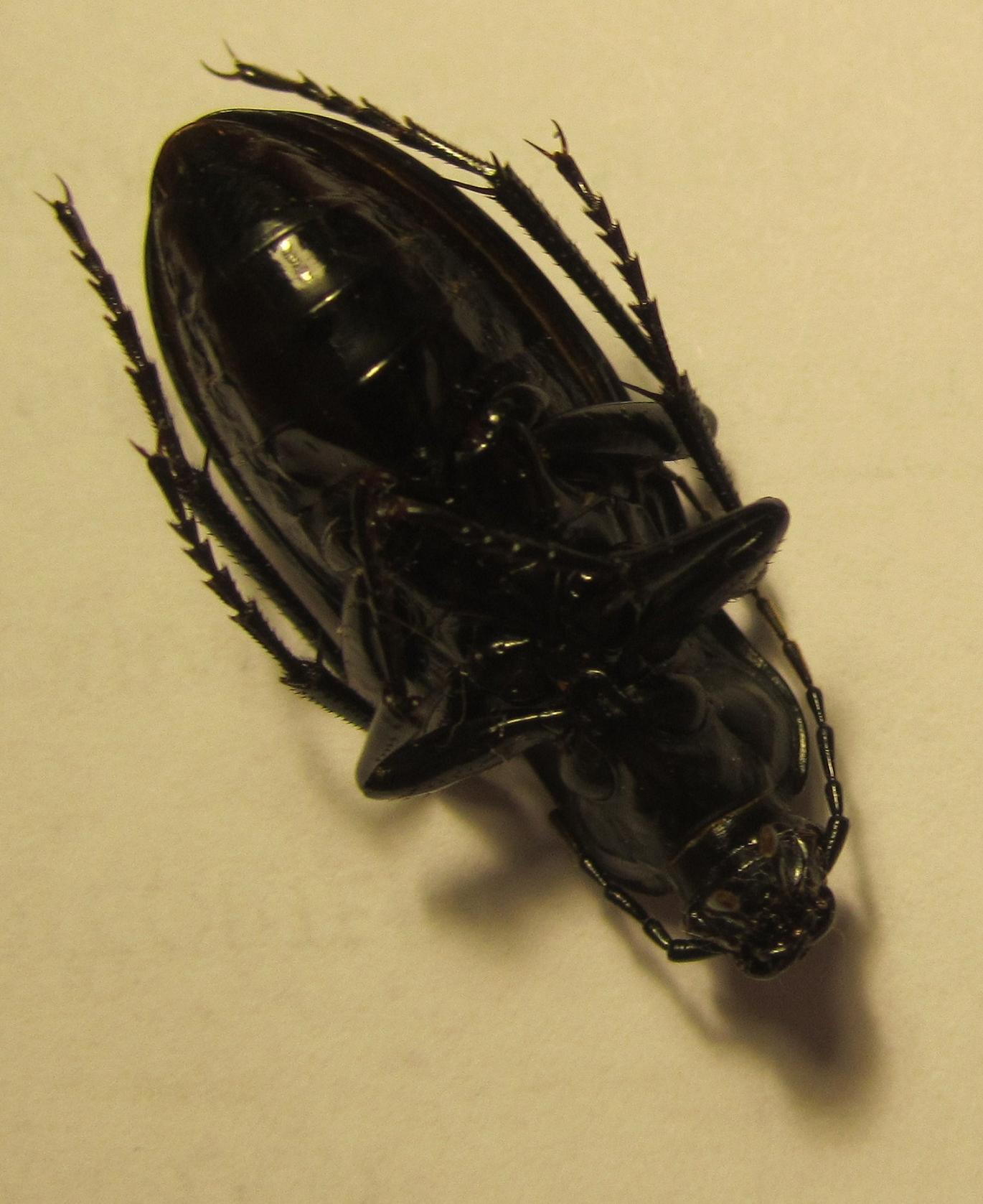 carabus violaceus? no, C. germarii fiorii